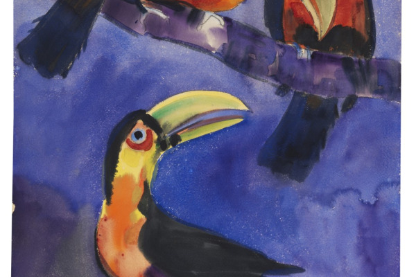 Guianan Toucanet