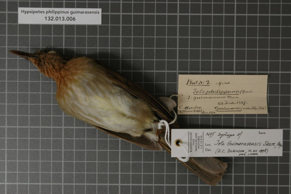 Guimaras Bulbul