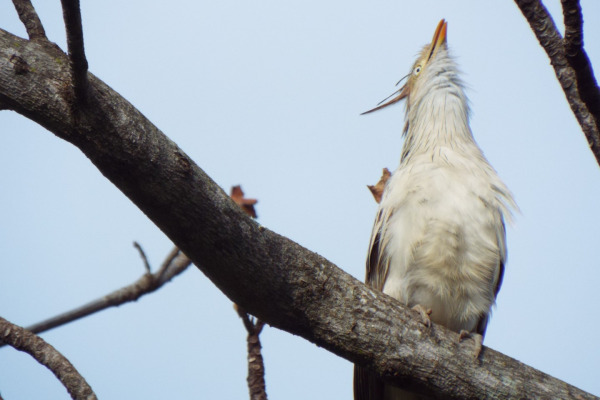 Guira Cuckoo