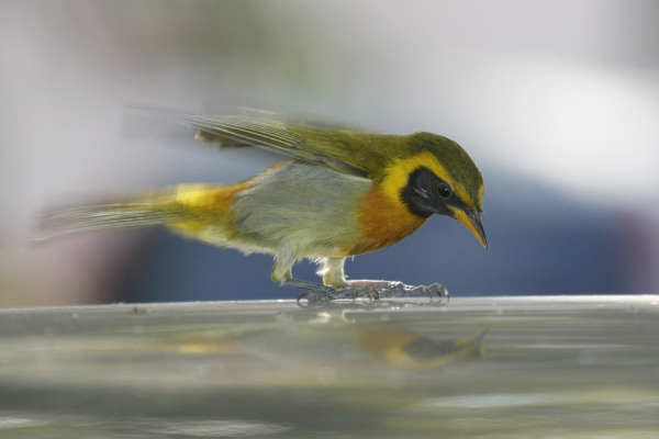 Guira tanager