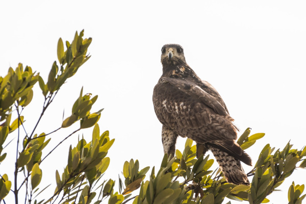 Gundlach's Hawk