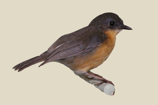 Gunning's Robin-Chat