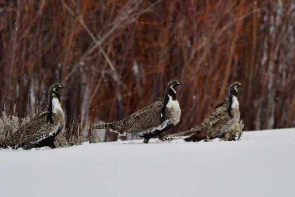 Gunnison sage-grouse
