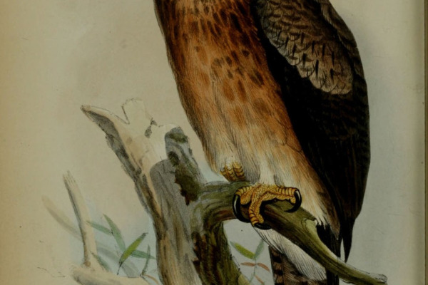Gurney's Eagle