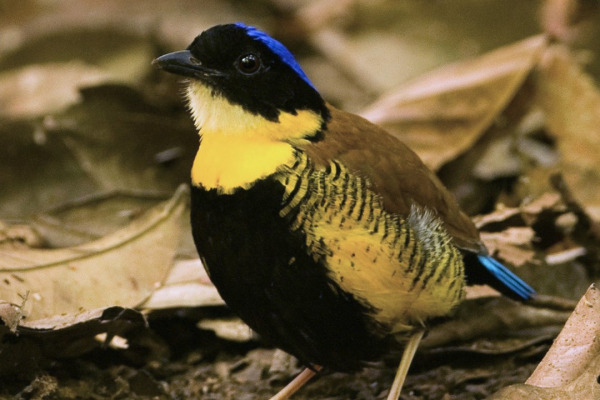 Gurney's Pitta