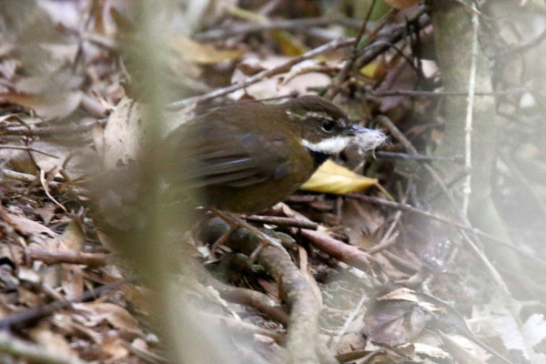 Guttural Owlet