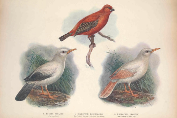 Guttural Thrush