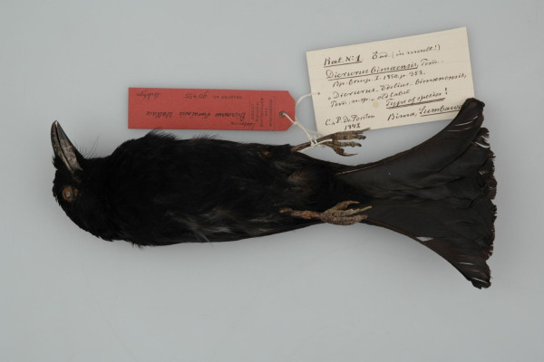 Hair-crested Drongo