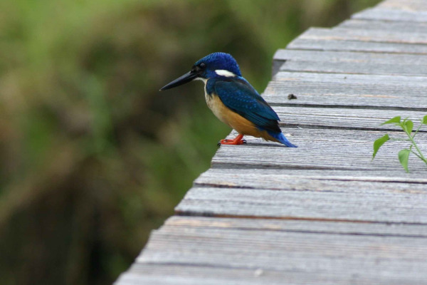 Half-collared kingfisher