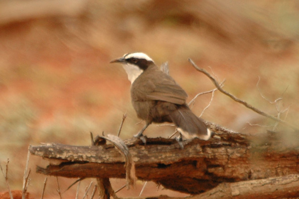 Hall's babbler