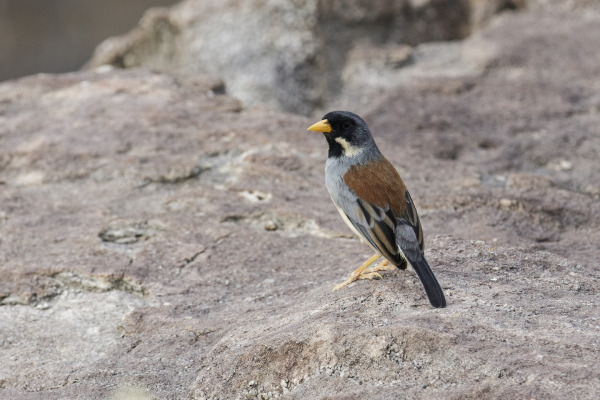 Happy Inca-Finch