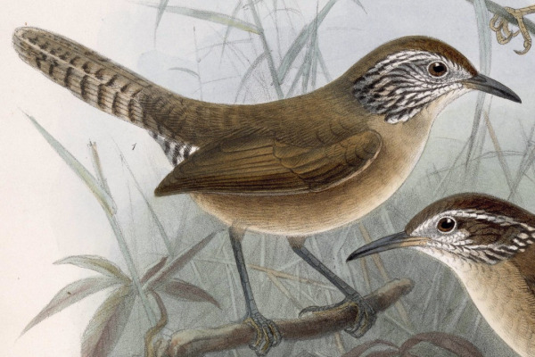Happy Wren