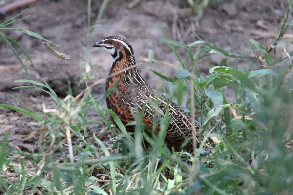 Harlequin Quail