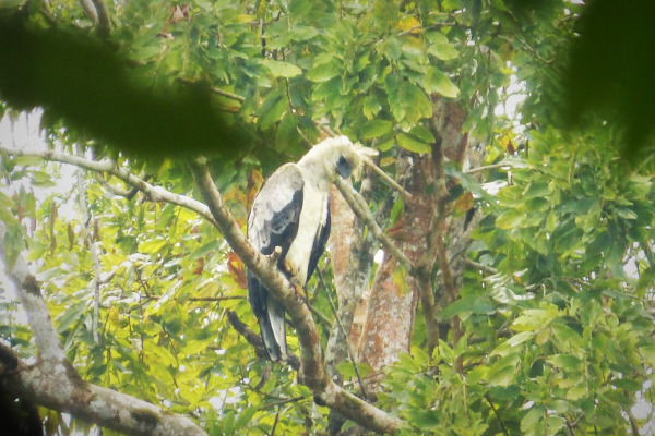 Harpy Eagle