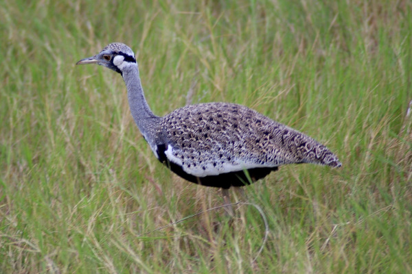 Hartlaub's bustard