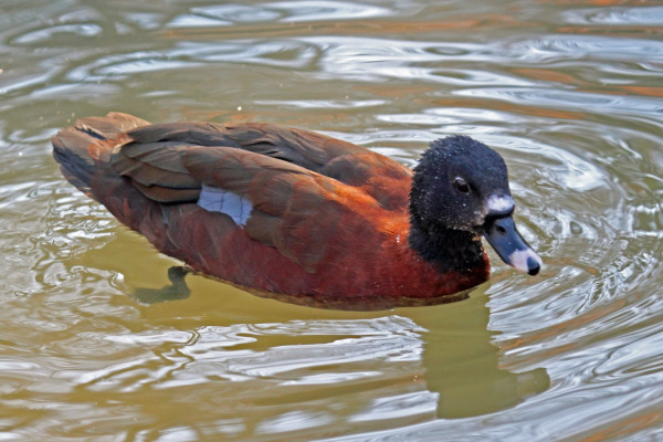 Hartlaub's Duck
