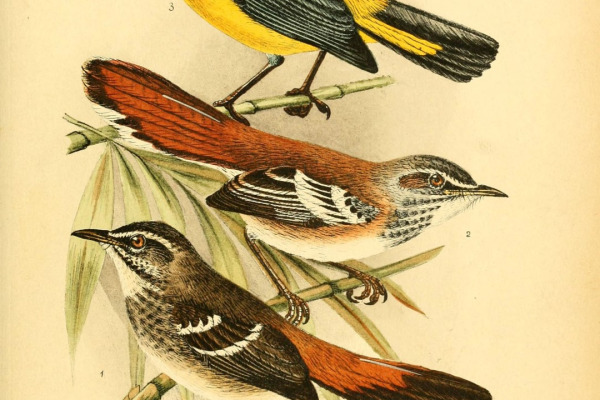 Hartlaub's scrub robin