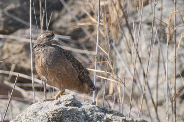 Hartlaub's Spurfowl