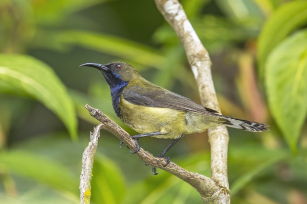 Hartlaub's Turaco
