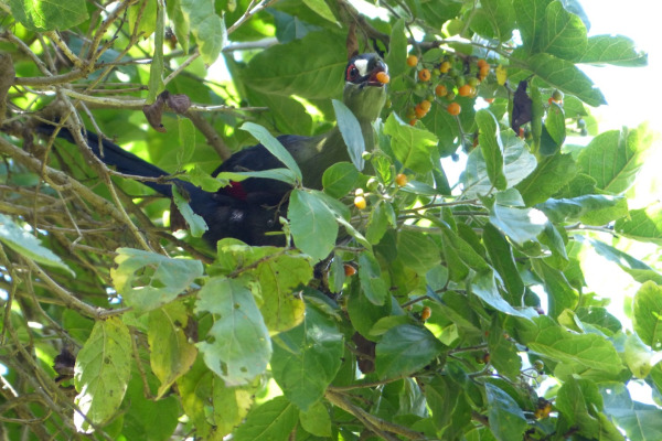 Hartlaub's Turaco
