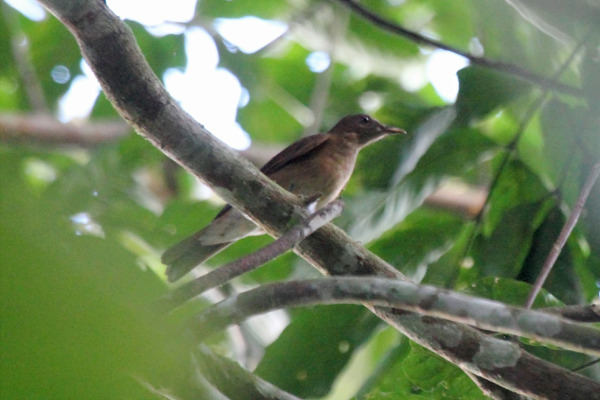 Hauxwell's Thrush