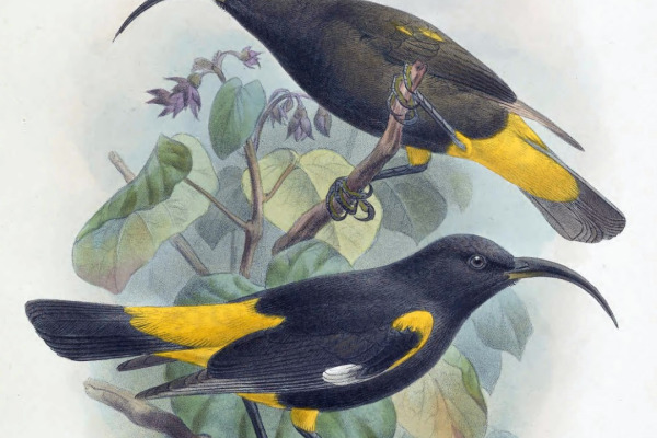 Hawaiian Akialoa