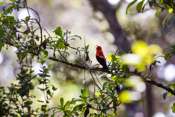 Hawaiian Creeper