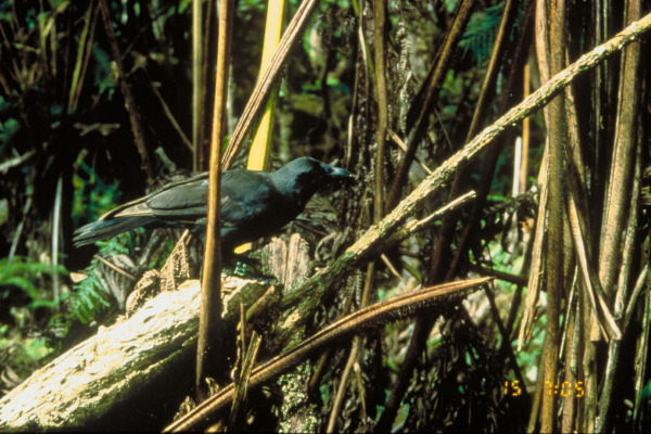Hawaiian Crow