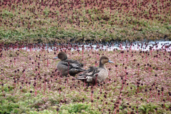 Hawaiian Duck