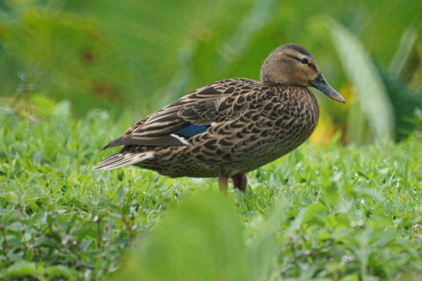 Hawaiian Duck