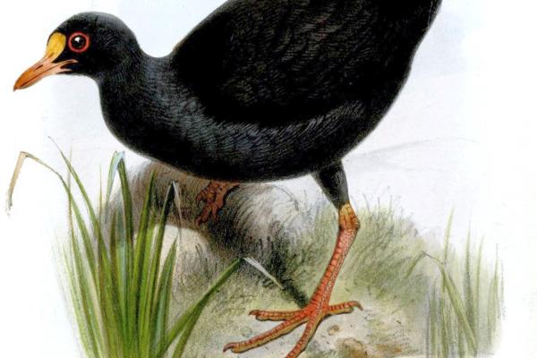Hawaiian Gallinule