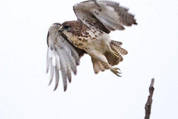 Hawaiian Hawk