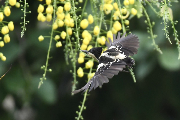 Heart-spotted Woodpecker