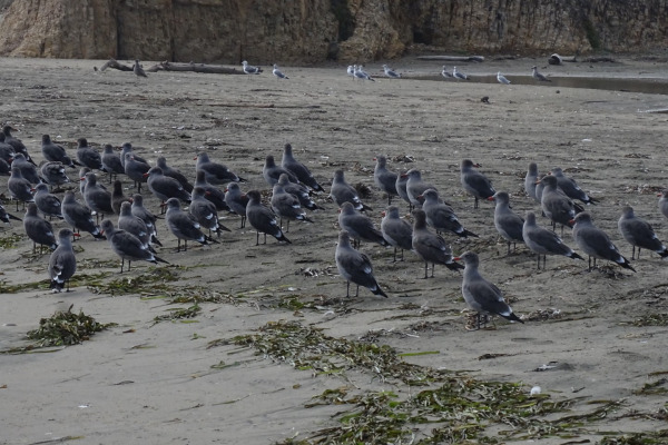 Heermann's gull