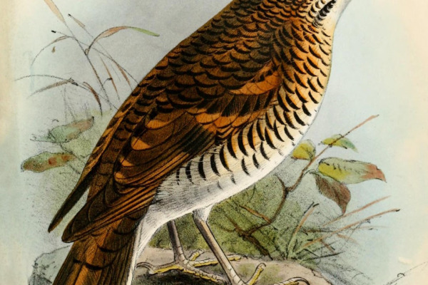 Hein's thrush