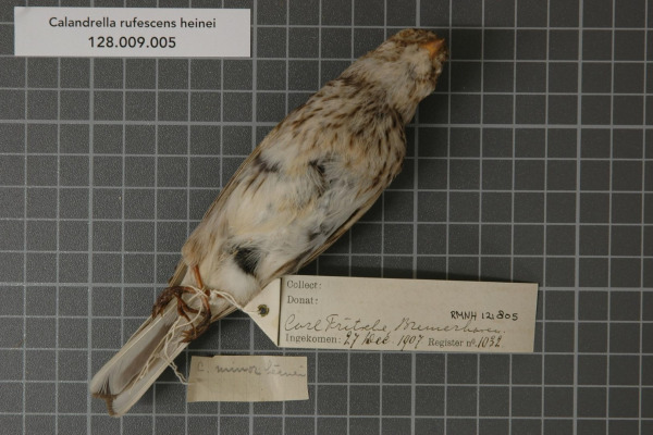 Heine's Lark