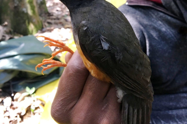 Heller's Thrush