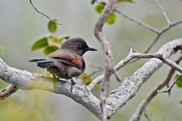 Hellmayr's spinetail