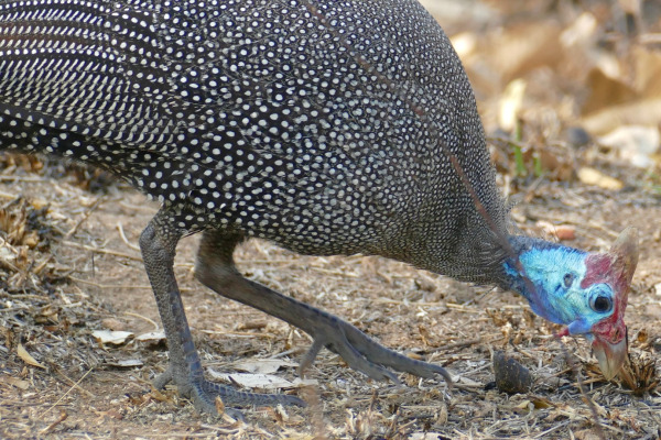 Helmeted Guineafowl
