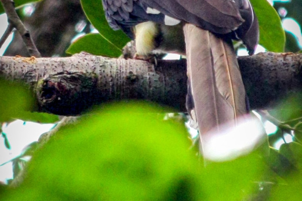 Helmeted Hornbill
