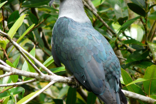 Helmeted Imperial Pigeon