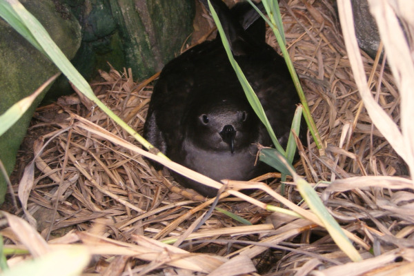 Henderson petrel