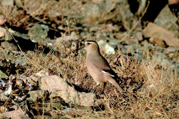 Henderson's ground jay