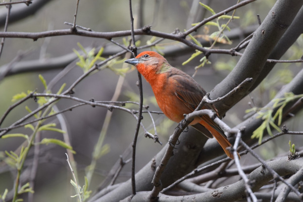 Hepatic Tanager