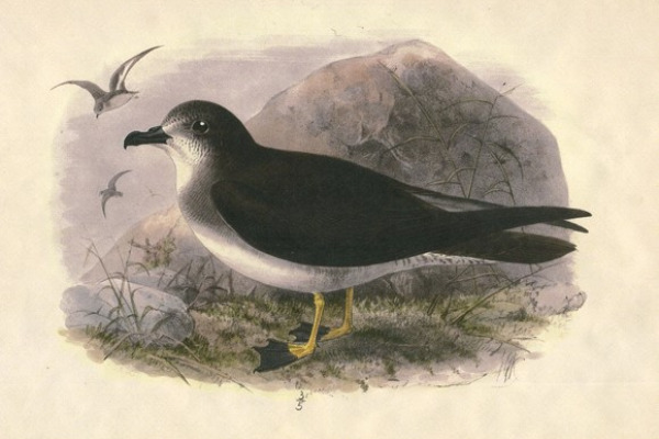 Herald Petrel