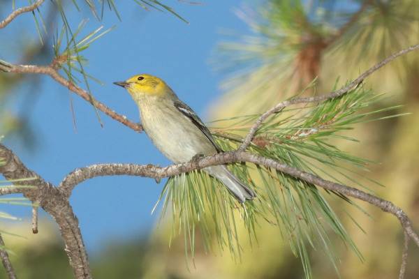 Hermit Warbler