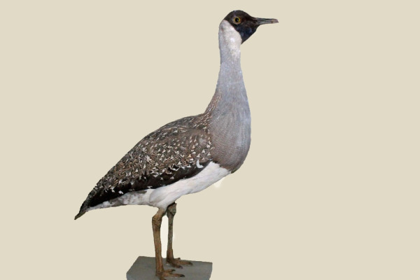 Heuglin's Bustard