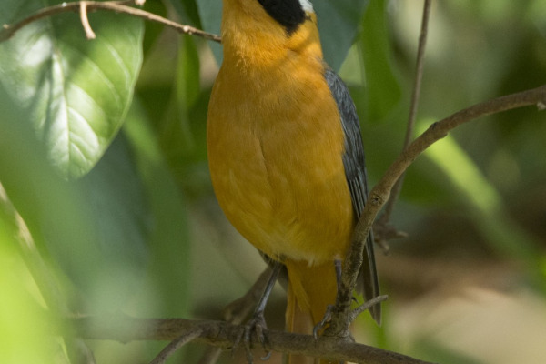 Heuglin's Robin