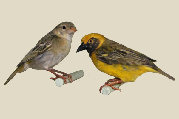 Heuglin's Weaver