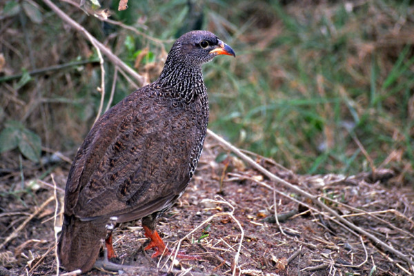 Hildebrandt's Spurfowl